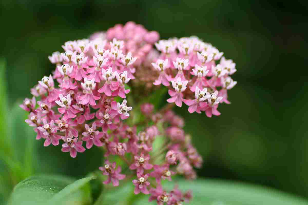 Asclepias tuberosa