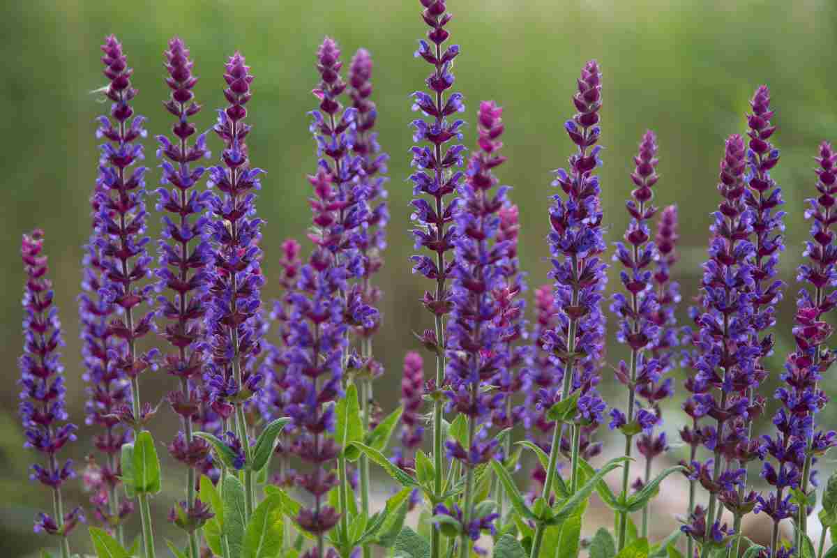 fioritura della salvia